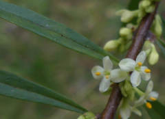 Pimelea axiflora