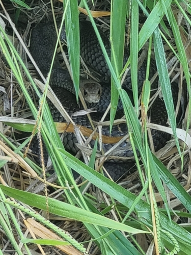 Eastern Brown Snake sighting