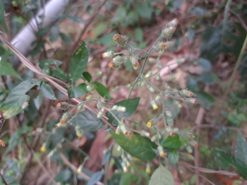 Image of Blumea sinuata by (c) vrxz, some rights reserved (CC BY-SA)