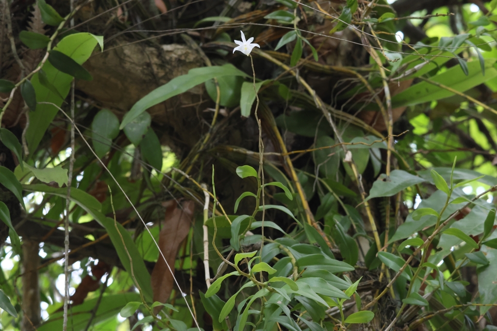 Dendrobium hendersonii A.D.Hawkes & A.H.Heller