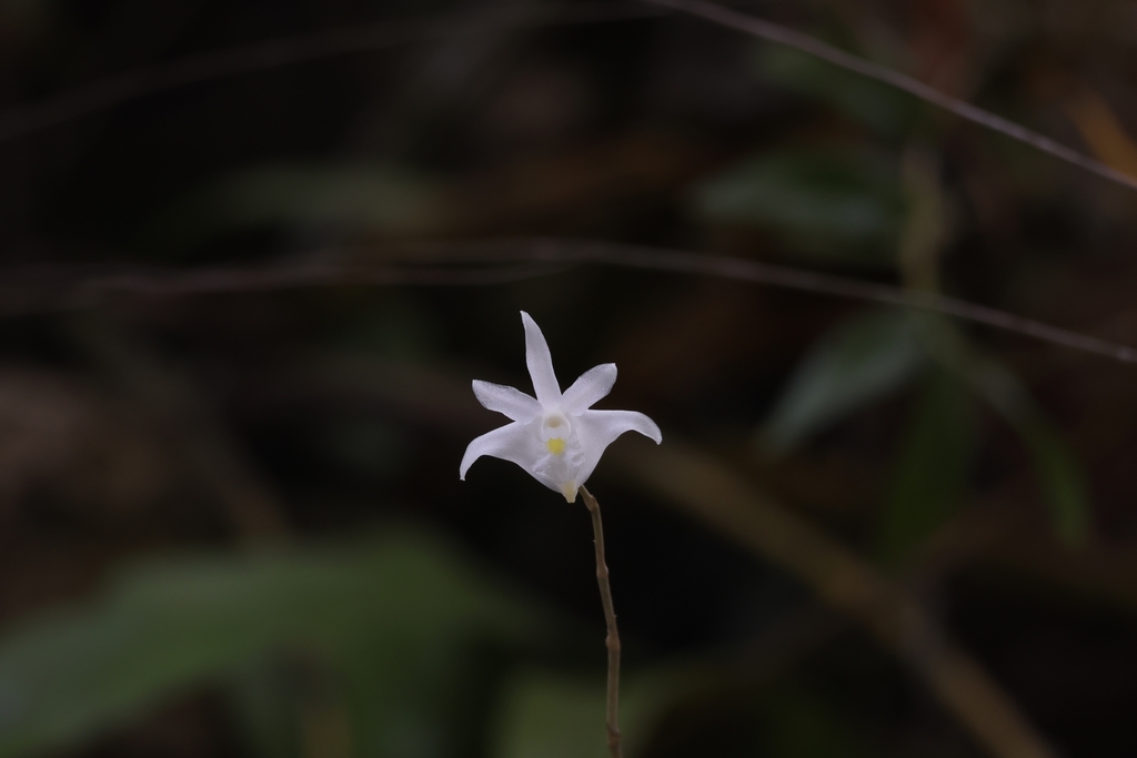 Dendrobium hendersonii A.D.Hawkes & A.H.Heller 2