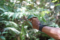 Balakata baccata
