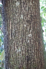 Balakata baccata