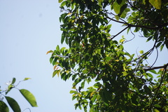 Balakata baccata
