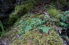 Chrysosplenium hebetatum