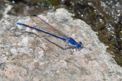 Argia sabino