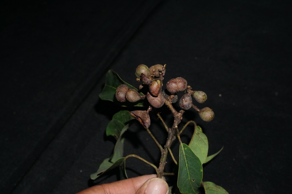 Balakata baccata (Balakata baccata)