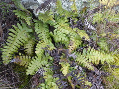 Cranfillia vulcanica