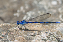Argia sabino