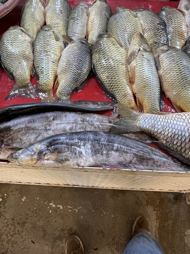 Mesopotamian catfish (Silurus triostegus) — Siluridae