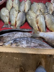 Mesopotamian Catfish photo 1