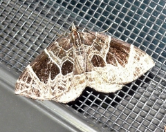 Gandaritis atricolorata