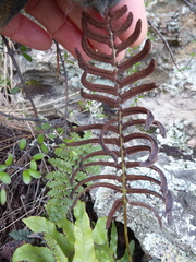 Cranfillia vulcanica