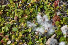 Salix stolonifera
