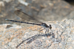 Argia sabino