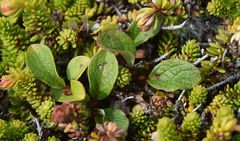 Salix stolonifera
