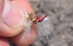 Salix stolonifera