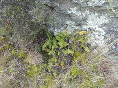 Cranfillia vulcanica