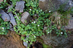 Veronica oligosperma