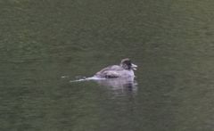 Bucephala