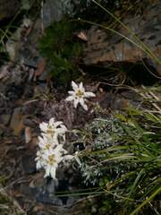 Leontopodium microphyllum