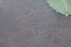 Zannichellia palustris