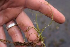 Zannichellia palustris