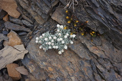 Anaphalis nepalensis