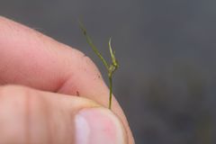 Zannichellia palustris