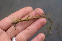 Zannichellia palustris