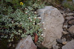 Anaphalis nepalensis