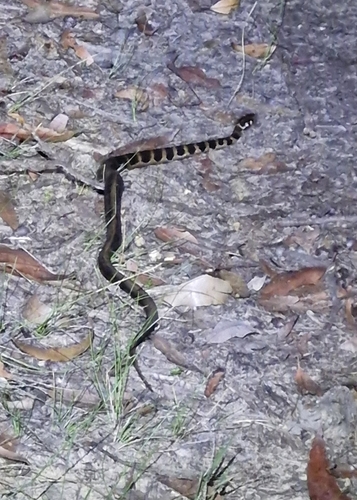 Stephens' Banded Snake sighting