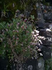 Artemisia kawakamii