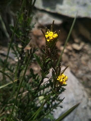 Barbarea taiwaniana