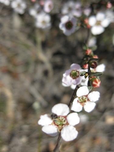 silver tea tree (Gaudium multicaule)