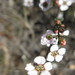 Leptospermum multicaule - Photo (c) Andrew Thornhill, alguns direitos reservados (CC BY), uploaded by Andrew Thornhill
