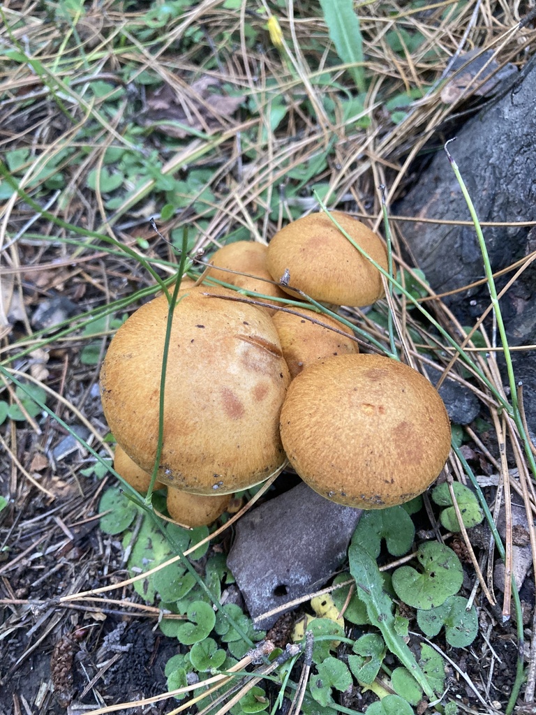 Gymnopilus junonius · March 2025 · photo: © matt_scott_nz (iNaturalist, cc-by)