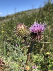 Cirsium furiens
