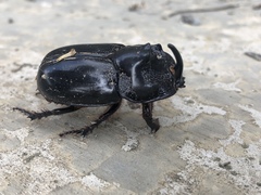 Trichogomphus mongol