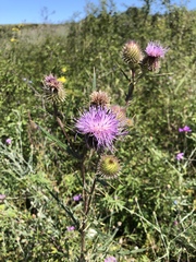 Cirsium furiens