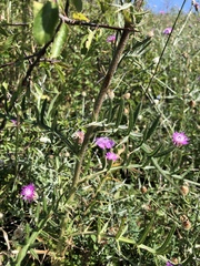 Cirsium furiens