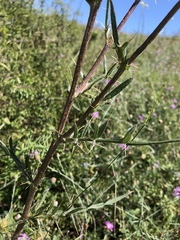 Cirsium furiens