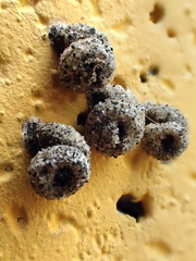 Apterona helicoidella