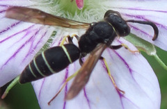 Ancistrocerus albolacteus