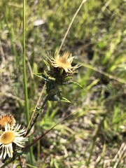 Carlina vulgaris