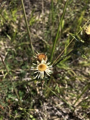 Carlina vulgaris