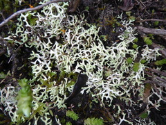 Xanthoparmelia semiviridis