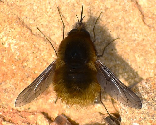 Bombylius trichurus