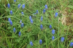 Gentiana platypetala