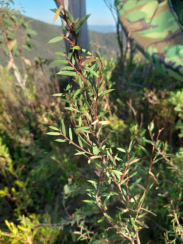 Image of Acacia siculiformis by (c) Corey Koala, some rights reserved (CC BY)